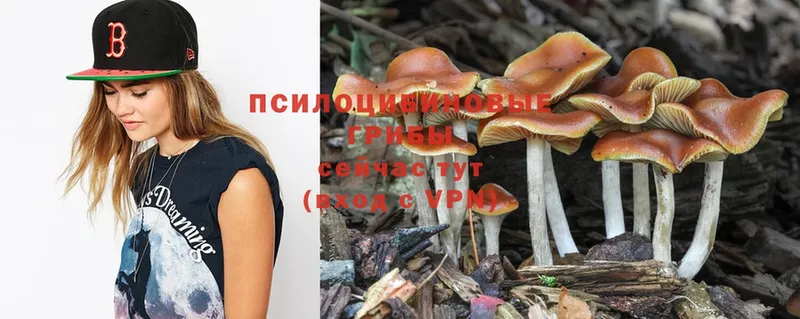 Псилоцибиновые грибы Psilocybine cubensis  хочу   shop какой сайт  Ишимбай 